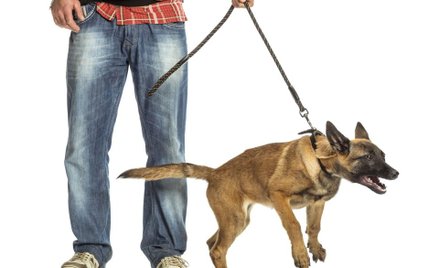 Nakaz wyprowadzania zwierząt na smyczy - wyrok WSA w Krakowie