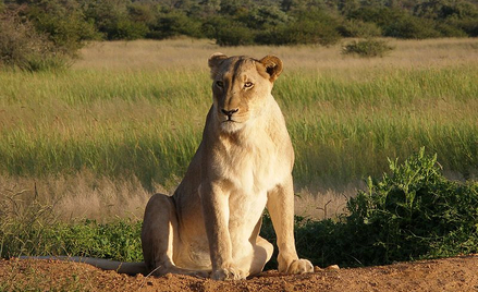 Namibia: Lwy nauczyły się polować na ptaki. Z głodu