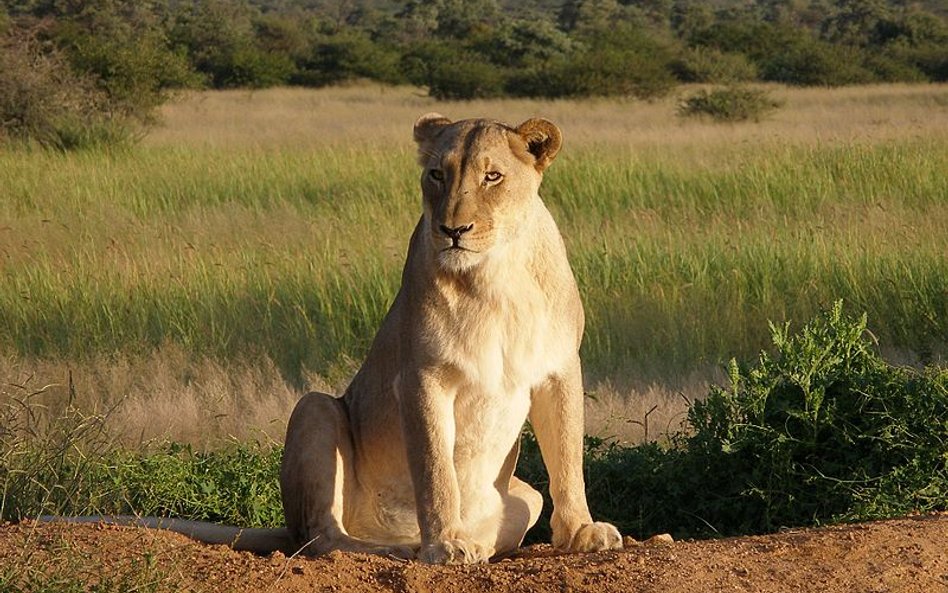 Namibia: Lwy nauczyły się polować na ptaki. Z głodu