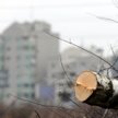 Jaki będzie ostateczny kształt przepisów regulujących wycinkę drzew?