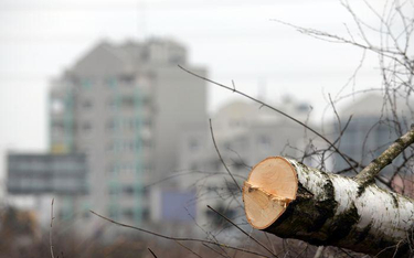 Jaki będzie ostateczny kształt przepisów regulujących wycinkę drzew?