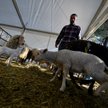 Pięćset żywych kosiarek dba o największy park w Madrycie