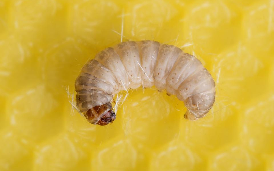 Gąsienice barciaka większego (Galleria mellonella)