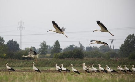 Obszary Natura 2000 podzieliły Sejm