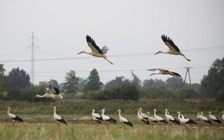 Obszary Natura 2000 podzieliły Sejm