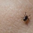 Sposoby na kleszcze. Szczepionki przeciw kleszczom