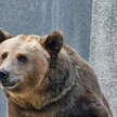 Warszawskie zoo. Niedźwiedź Miras ma biegunkę, jest na diecie