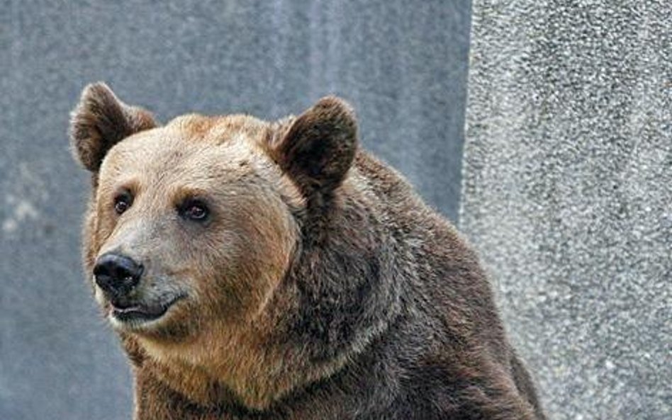 Warszawskie zoo. Niedźwiedź Miras ma biegunkę, jest na diecie