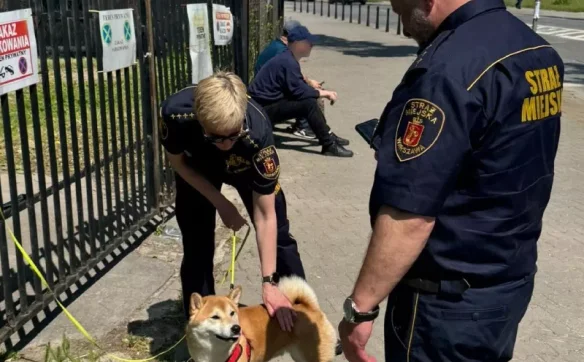 Strażnicy zapewnili opiekę psu agresora