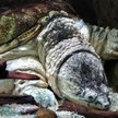 Na Mazowszu znaleziono żółwia jaszczurowatego. Może zagrażać ludziom