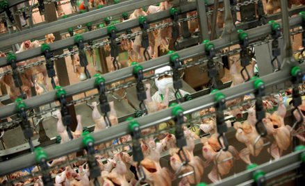 Wprowadzono zakaz importu mięsa drobiowego z USA