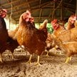 Aż ćwierć miliarda dla rolników za wybicie zwierząt. Zbyt łatwe pieniądze?