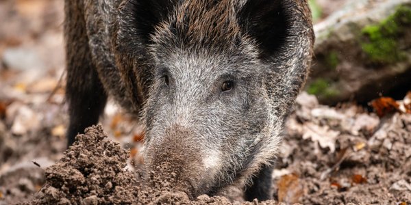 Dziki „podbijają” polskie miasta. „Konflikty będą eskalować”