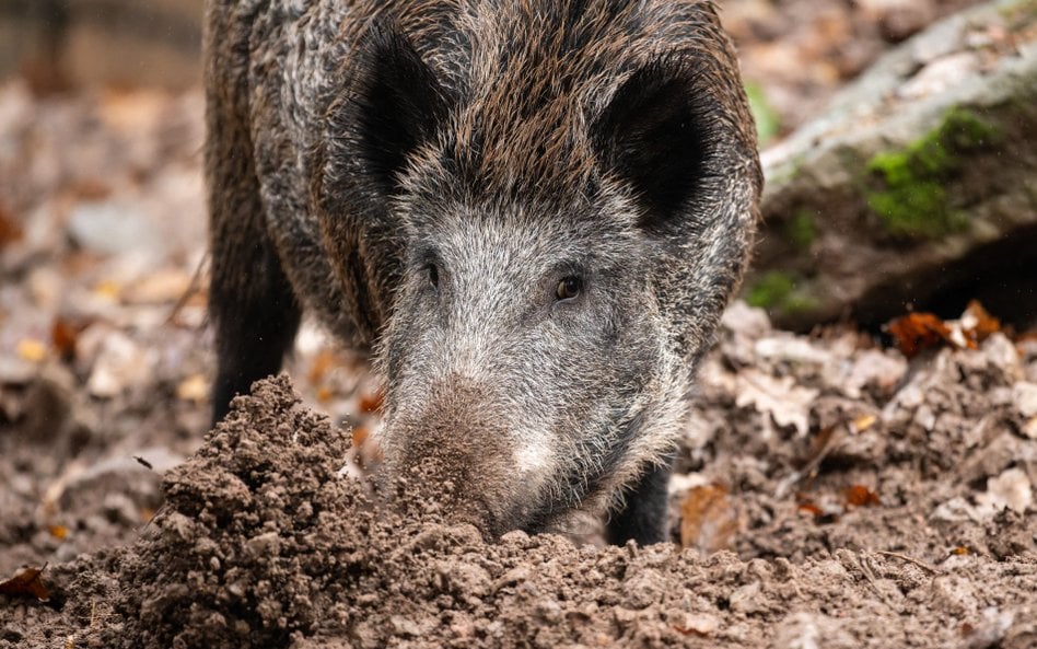 W polskich miastach jest coraz więcej dzików