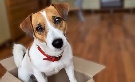 Jack Russell terrier
