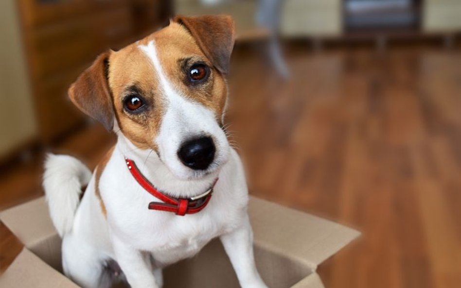 Jack Russell terrier