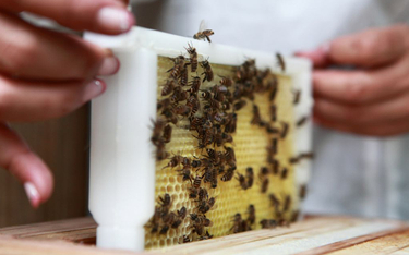 Słowenia chce Światowego Dnia Pszczoły