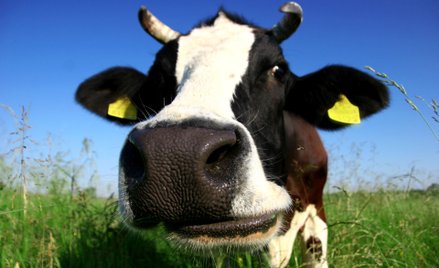 Dieta wegańska pomaga chronić zagrożone gatunki