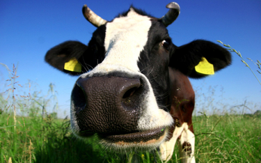 Szacuje się, że hodowla zwierząt odpowiada za około 14 proc. globalnych emisji gazów cieplarnianych.