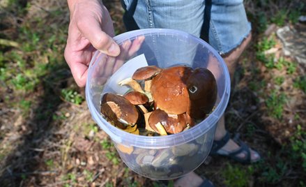 Ostrzeżenie sanepidu: nie zbierać grzybów z terenu powodzi