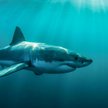 Nieznany rekin sprzed 100 mln lat zjadał rodzeństwo przed urodzeniem