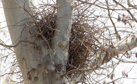Co grozi właścicielowi prywatnej posesji który wytnie drzewo z gniazdem