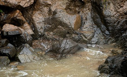 Tajlandia: Park wzmacnia ogrodzenia po śmierci 11 słoni