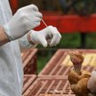 Chiny: Pierwszy przypadek szczepu ptasiej grypy u człowieka