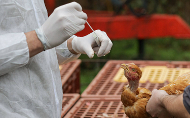 Chiny: Pierwszy przypadek szczepu ptasiej grypy u człowieka