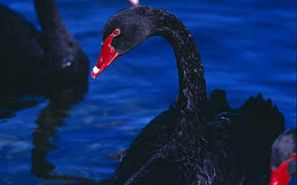 Zarządzający funduszy Black Swan obstawia wzrost inflacji