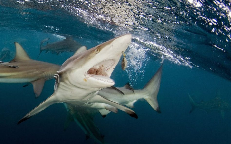 Carcharhinus melanopterus występuje na głębokości od 1-30m. Jest on bardzo szybkim i energicznym dra