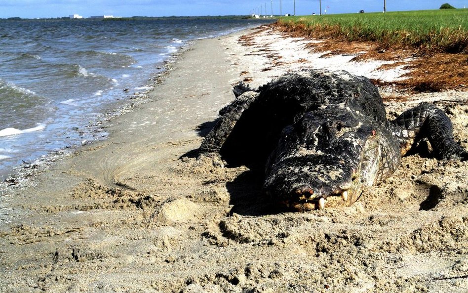 Aligator na plaży? Przygotuj się na groźne spotkanie