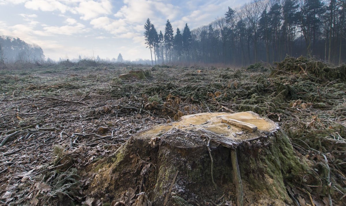 Jest ważny wyrok TSUE dotyczący przyszłości polskich lasów