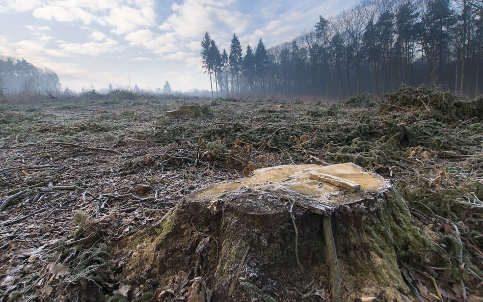 Emisje pochodzące z wylesiania są dwukrotnie wyższe, niż zakładano