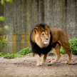 Z wybiegu uciekły lwy. Zoo w Australii zamknięte dla turystów