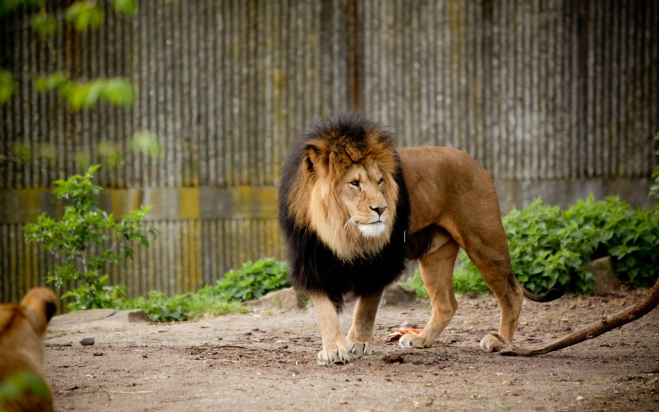 Z wybiegu uciekły lwy. Zoo w Australii zamknięte dla turystów