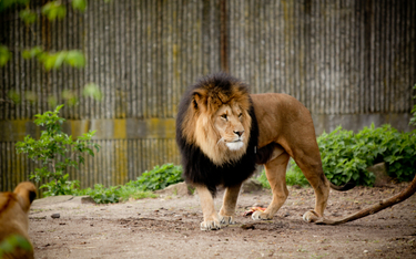 Z wybiegu uciekły lwy. Zoo w Australii zamknięte dla turystów