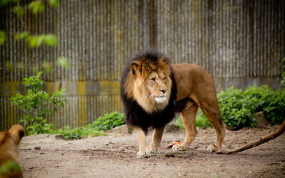Z wybiegu uciekły lwy. Zoo w Australii zamknięte dla turystów