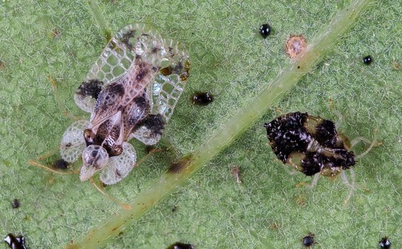 Coraz częściej przyrodnicy notują obecność w Polsce prześwietlika dębowego (Corythucha arcuata)