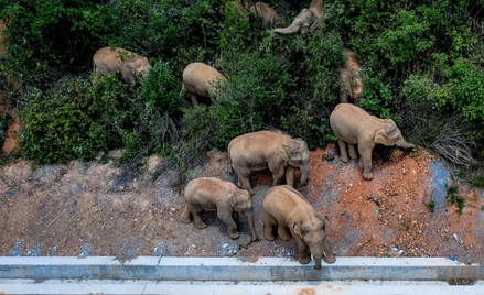 Stado słoni idzie przez Chiny. Jest u wrót 7-mln miasta