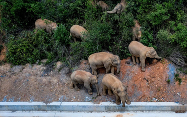 Stado słoni idzie przez Chiny. Jest u wrót 7-mln miasta