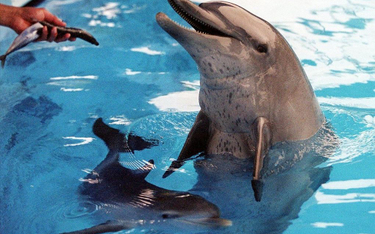 Park wodny w Hongkongu kończy z pokazami delfinów