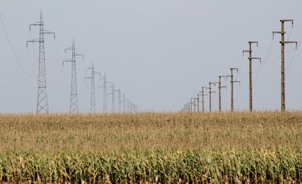 Uszkodzony kabel na polu pszenicy. Nie żyje 12-latka