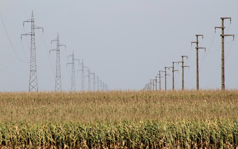 Uszkodzony kabel na polu pszenicy. Nie żyje 12-latka