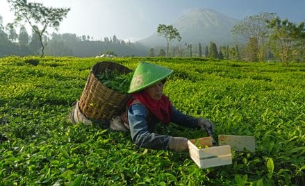 Uprawa herbaty w Indonezji.