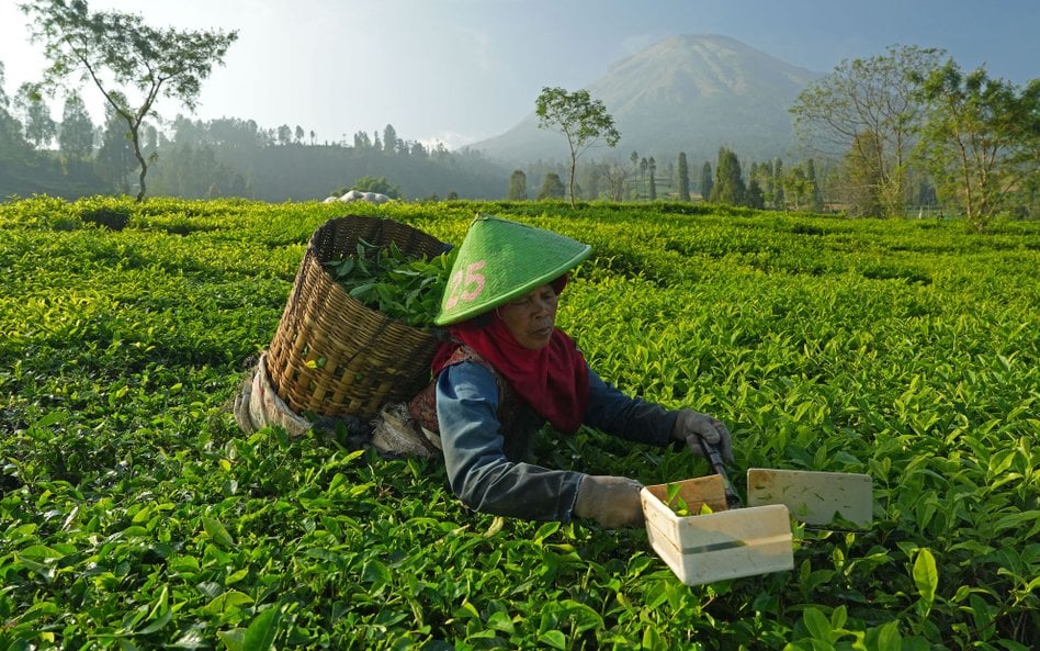Uprawa herbaty w Indonezji.