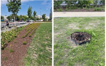 Kradzieże roślin w parku nad POW. Zarząd Zieleni Warszawy apeluje