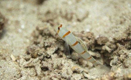 Najstarsze rafy koralowe zidentyfikowano w Górach Świętokrzyskich