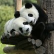 Chiny: Pandy w niewoli mają się świetnie