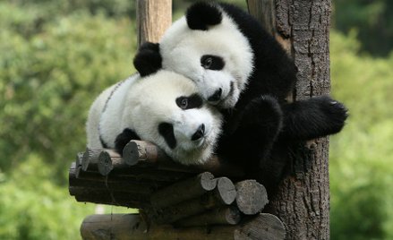 Chiny: Pandy w niewoli mają się świetnie